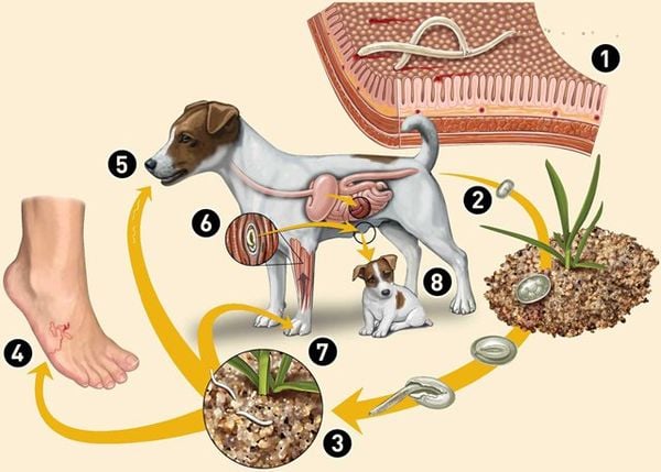 Nhiễm Ký Sinh Trùng Đường Ruột ở chó