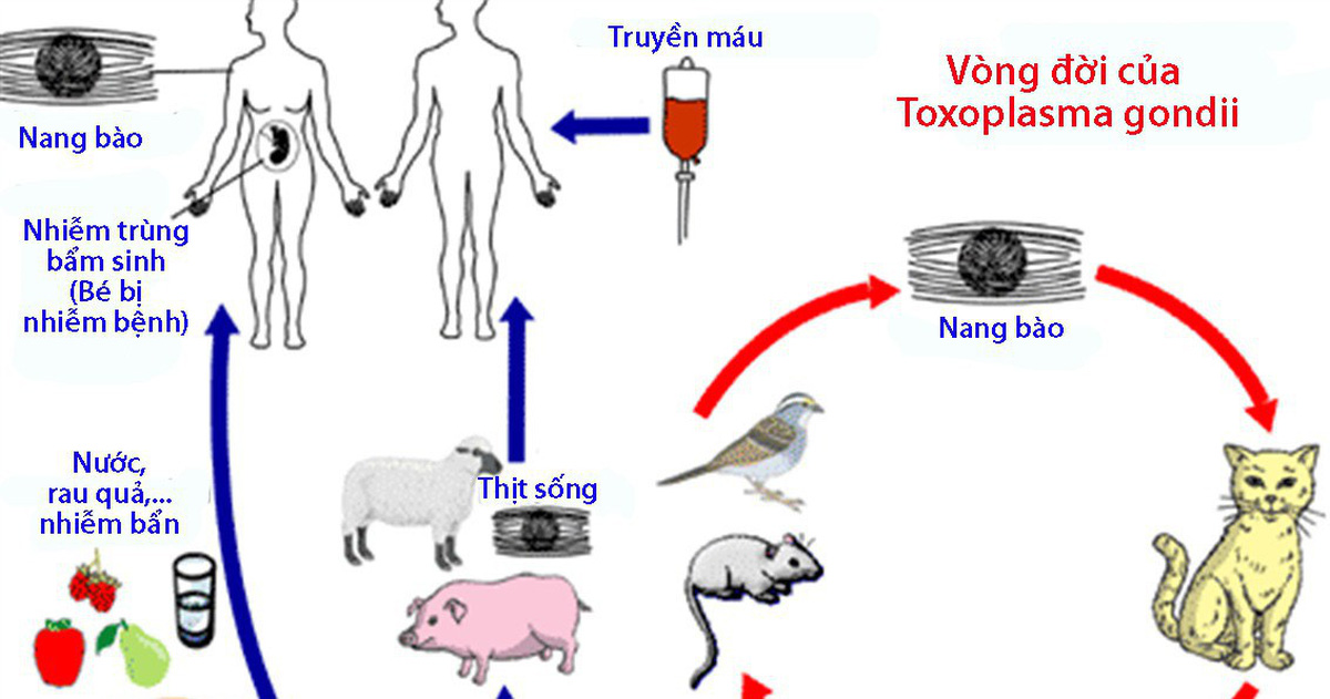 Toxoplasmosis ở động vật